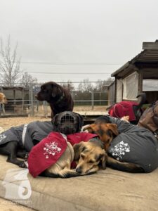 Hutabilder-25-12-w01-008