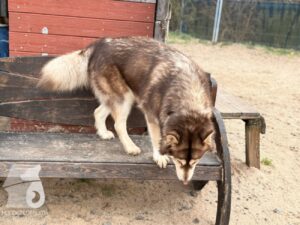 Hutabilder-25-12-w01-011