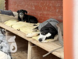 Hutabilder-25-12-w01-016