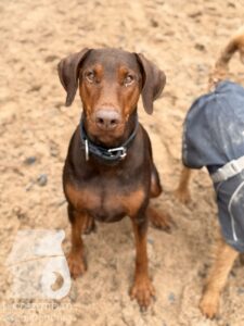 Hutabilder-25-12-w01-019