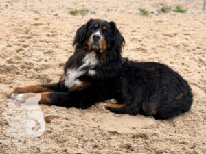 Hutabilder-25-12-w01-021