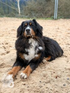 Hutabilder-25-12-w01-022