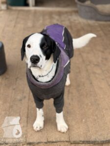 Hutabilder-25-12-w01-023