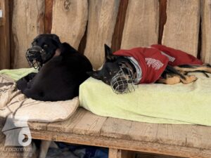 Hutabilder-25-12-w01-029