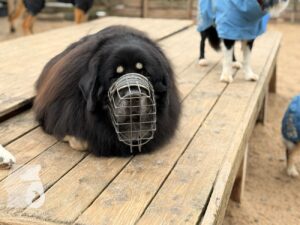 Hutabilder-25-12-w01-032