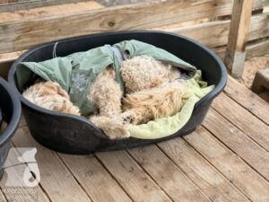 Hutabilder-25-12-w01-037