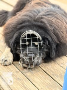 Hutabilder-25-12-w01-050