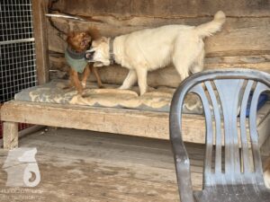 Hutabilder-25-12-w01-059