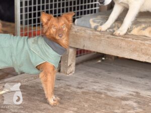 Hutabilder-25-12-w01-060