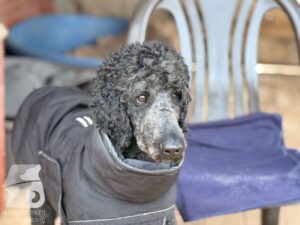 Hutabilder-25-12-w01-066