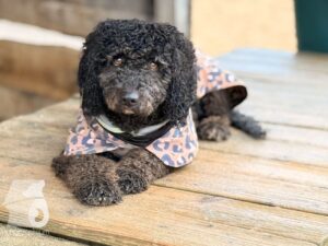 Hutabilder-25-12-w01-067