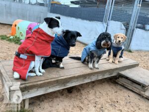 Hutabilder-25-12-w01-069