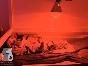 Hutabilder-25-12-w01-072