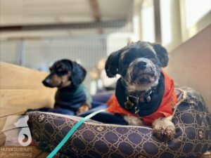 Hutabilder-25-12-w01-075