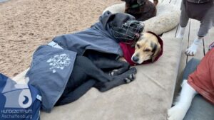 Hutabilder-25-12-w01-077