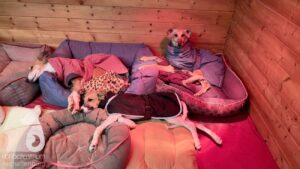 Hutabilder-25-12-w01-080