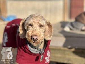 Hutabilder-25-12-w01-082