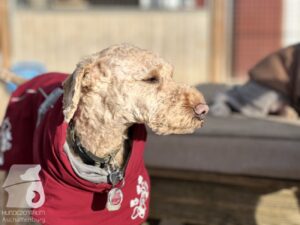 Hutabilder-25-12-w01-083