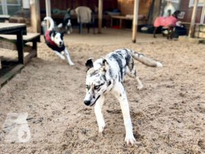 Hutabilder-25-12-w01-086