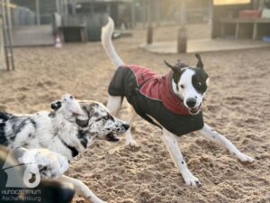 Hutabilder-25-12-w01-087