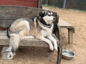 Hutabilder-25-12-w15007