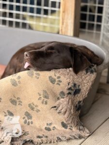 Hutabilder-25-12-w15011