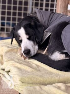 Hutabilder-25-12-w15012