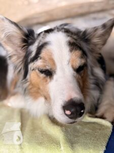 Hutabilder-25-12-w15013