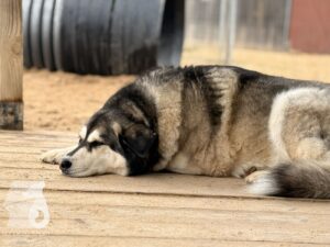 Hutabilder-25-12-w15014