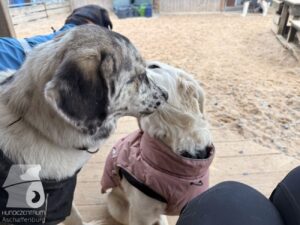 Hutabilder-25-12-w15015