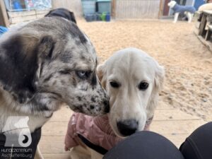 Hutabilder-25-12-w15016