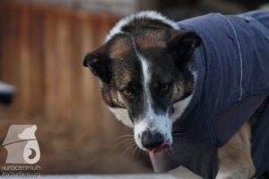 Hutabilder-25-12-w15018