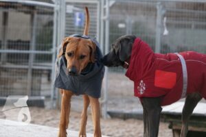 Hutabilder-25-12-w15020