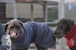 Hutabilder-25-12-w15021