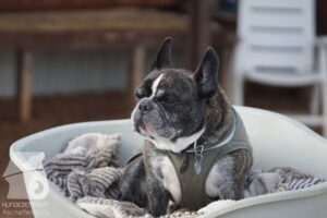 Hutabilder-25-12-w15023