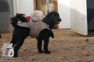 Hutabilder-25-12-w15024