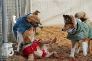 Hutabilder-25-12-w15025