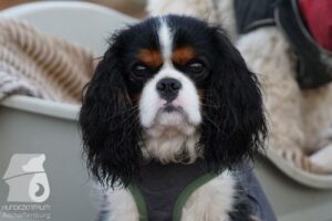 Hutabilder-25-12-w15030