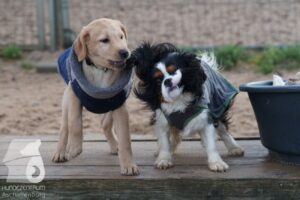 Hutabilder-25-12-w15031