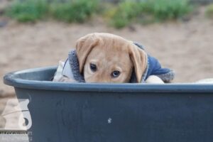 Hutabilder-25-12-w15033