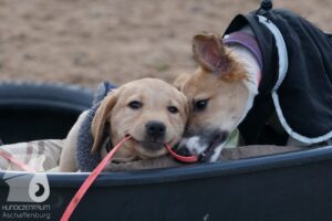 Hutabilder-25-12-w15034