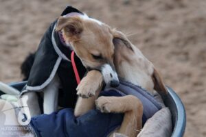 Hutabilder-25-12-w15036