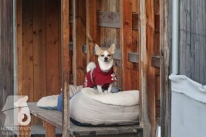 Hutabilder-25-12-w15040