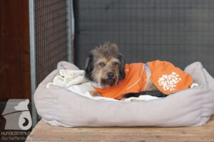 Hutabilder-25-12-w15042