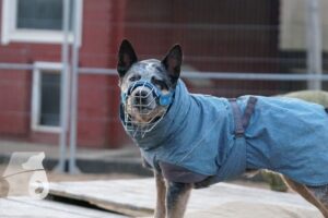 Hutabilder-25-12-w15047