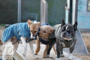 Hutabilder-25-12-w15049