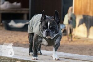 Hutabilder-25-12-w15050