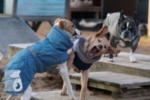 Hutabilder-25-12-w15051