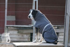 Hutabilder-25-12-w15052