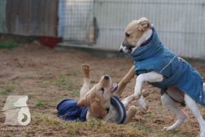 Hutabilder-25-12-w15056